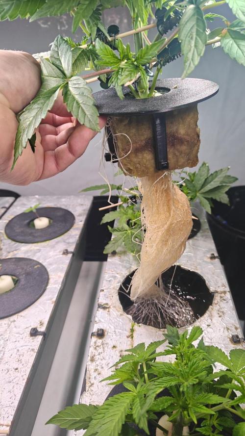 6x Royal Gorilla 3x Dynamite Diesel Aero. Week 0