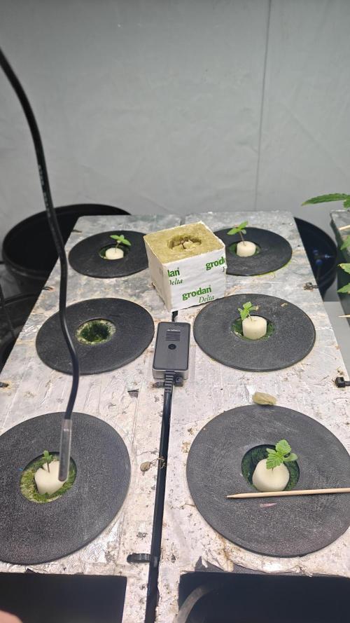 6x Royal Gorilla 3x Dynamite Diesel Aero. Week 0