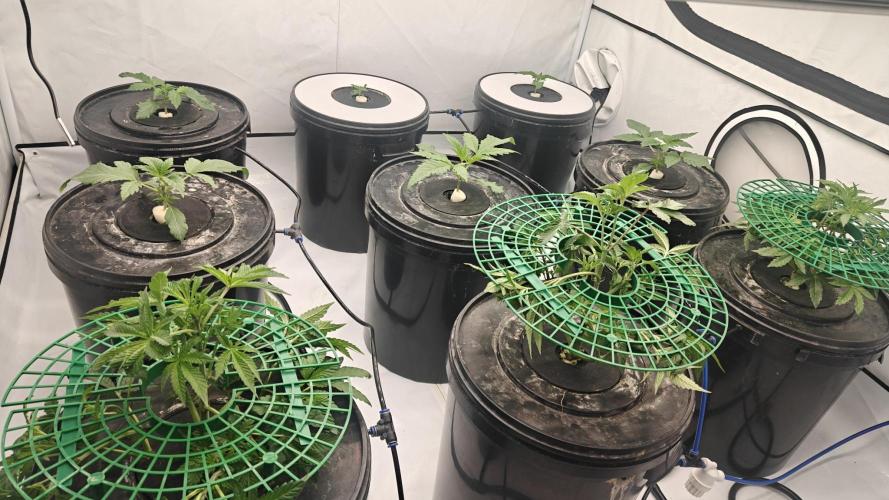 6x Royal Gorilla 3x Dynamite Diesel Aero. Week 1