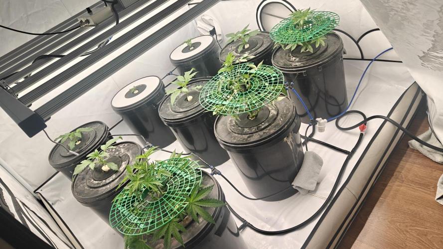 6x Royal Gorilla 3x Dynamite Diesel Aero. Week 1