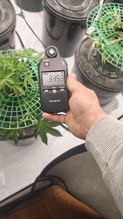 6x Royal Gorilla 3x Dynamite Diesel Aero. Week 1