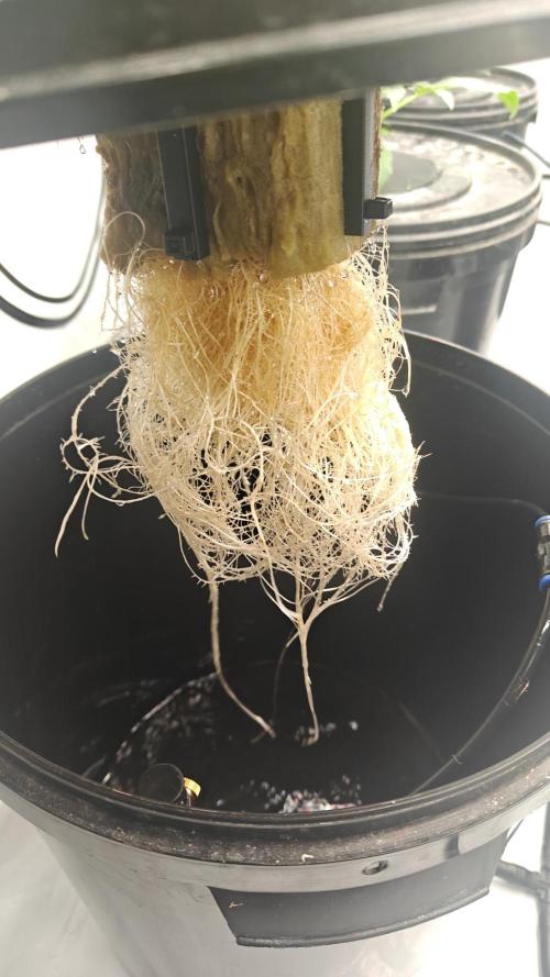 6x Royal Gorilla 3x Dynamite Diesel Aero. Week 1