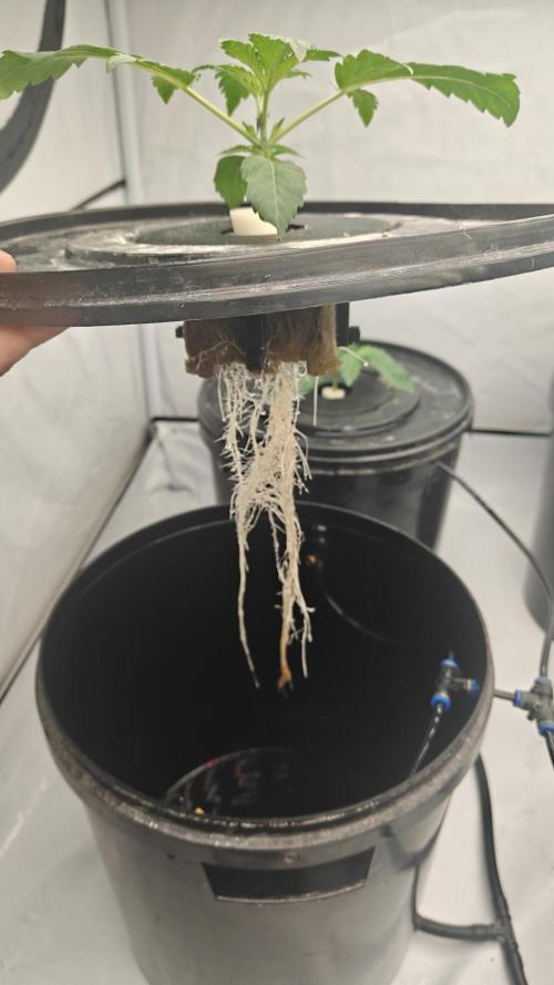 6x Royal Gorilla 3x Dynamite Diesel Aero. Week 1