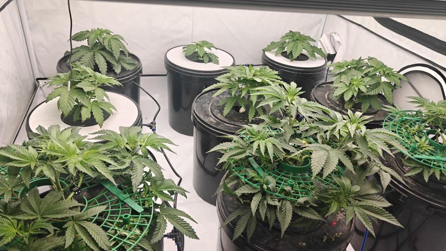 6x Royal Gorilla 3x Dynamite Diesel Aero. Week 2