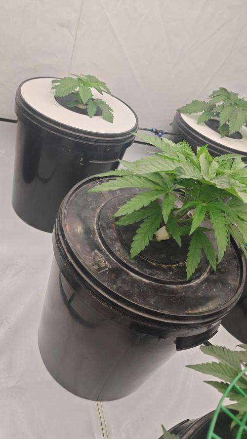 6x Royal Gorilla 3x Dynamite Diesel Aero. Week 2