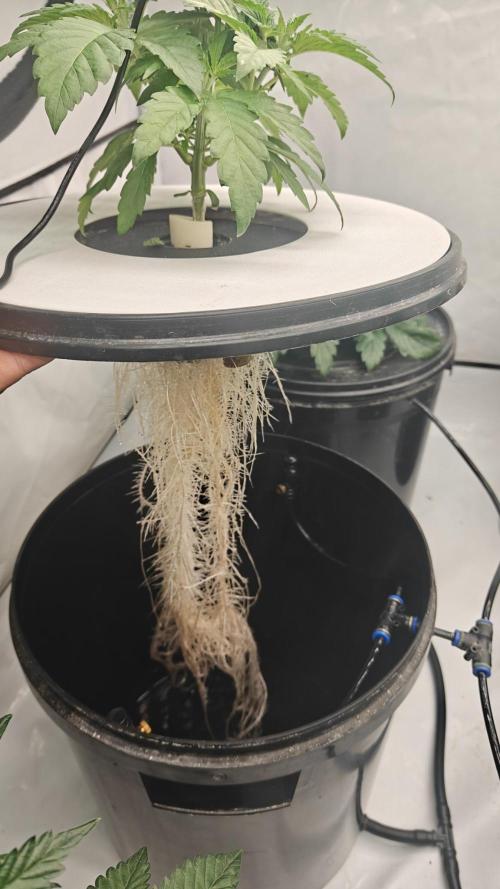 6x Royal Gorilla 3x Dynamite Diesel Aero. Week 2