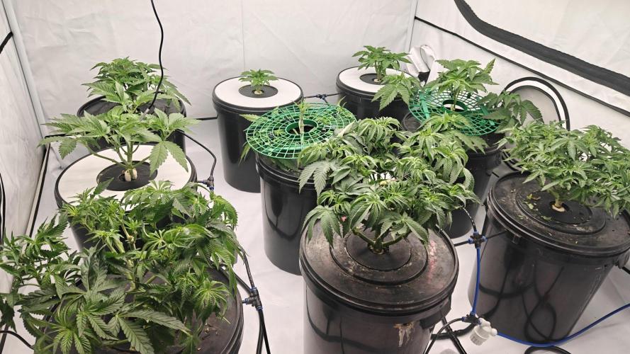 6x Royal Gorilla 3x Dynamite Diesel Aero. Week 3