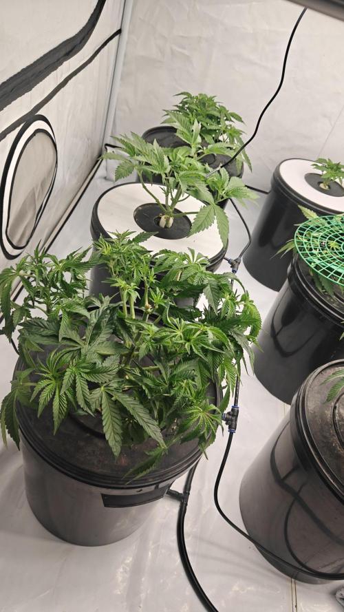 6x Royal Gorilla 3x Dynamite Diesel Aero. Week 3