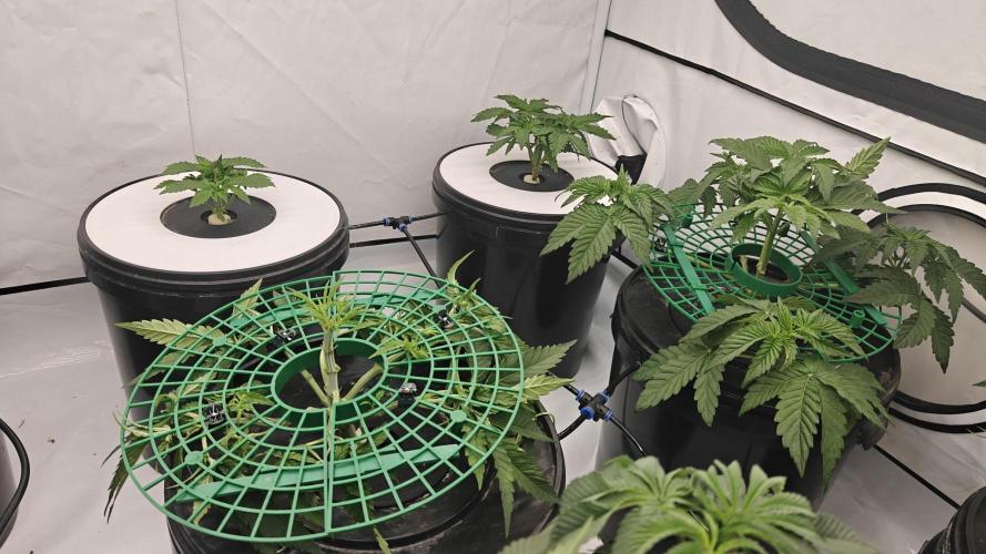 6x Royal Gorilla 3x Dynamite Diesel Aero. Week 3