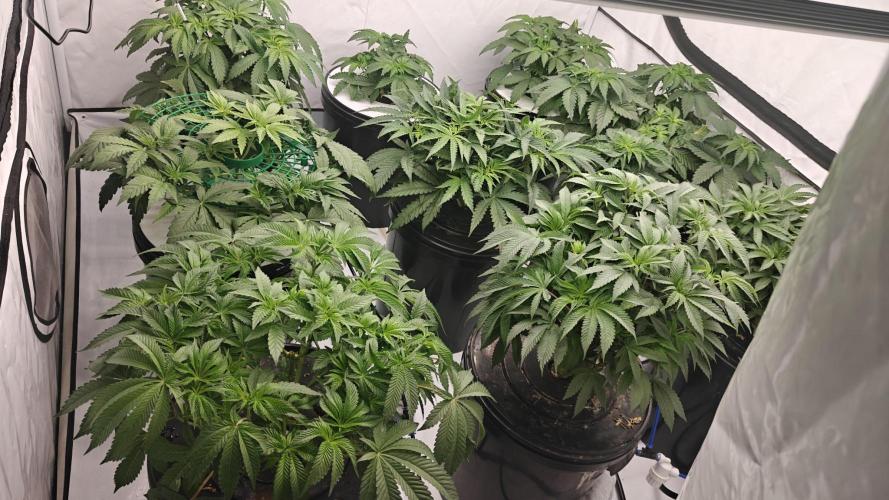 6x Royal Gorilla 3x Dynamite Diesel Aero. Week 4