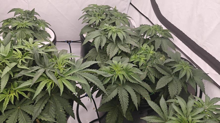 6x Royal Gorilla 3x Dynamite Diesel Aero. Week 4