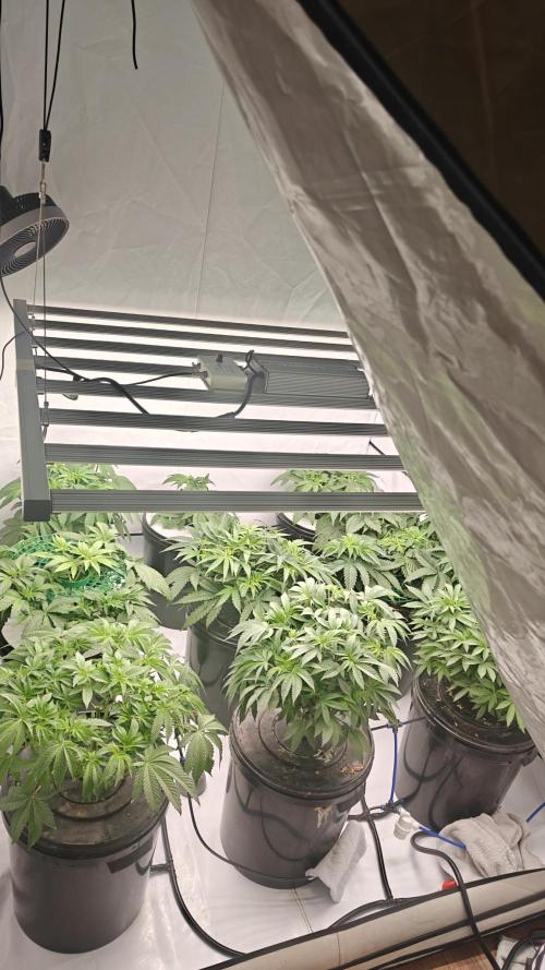 6x Royal Gorilla 3x Dynamite Diesel Aero. Week 4