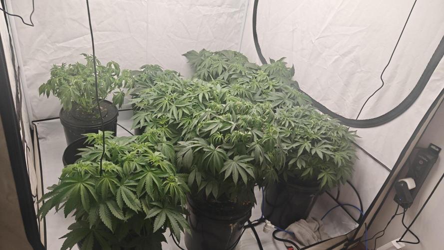 6x Royal Gorilla 3x Dynamite Diesel Aero. Week 5