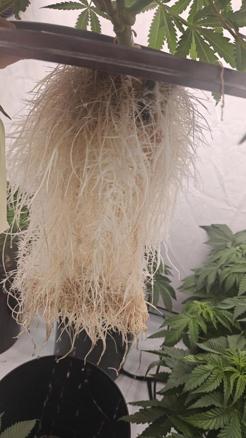 6x Royal Gorilla 3x Dynamite Diesel Aero. Week 5
