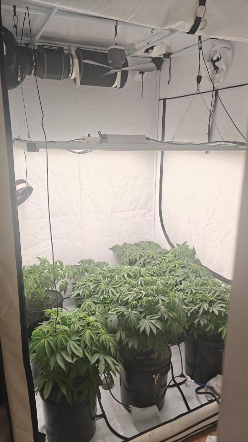 6x Royal Gorilla 3x Dynamite Diesel Aero. Week 5