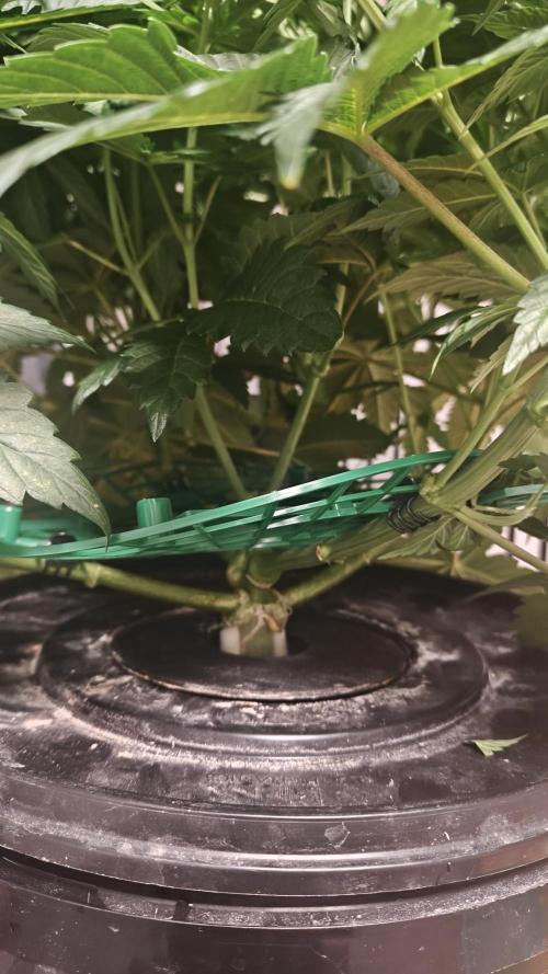 6x Royal Gorilla 3x Dynamite Diesel Aero. Week 5