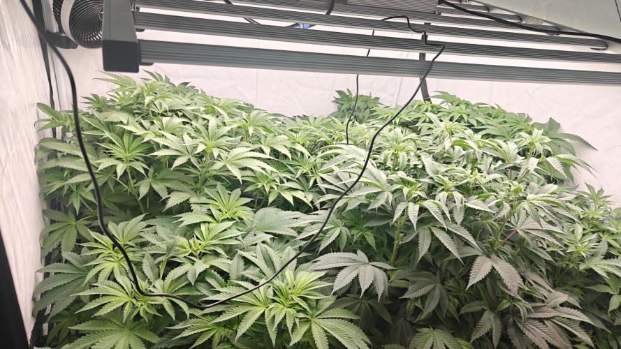 6x Royal Gorilla 3x Dynamite Diesel Aero. Week 6