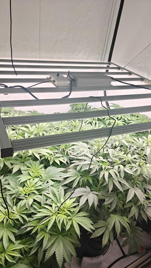 6x Royal Gorilla 3x Dynamite Diesel Aero. Week 6