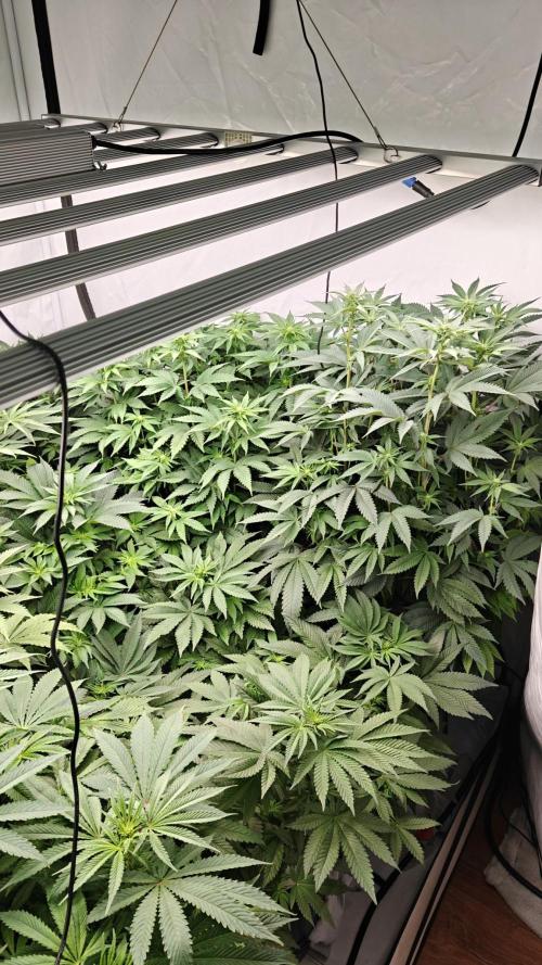 6x Royal Gorilla 3x Dynamite Diesel Aero. Week 7