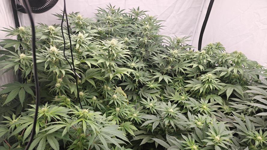 6x Royal Gorilla 3x Dynamite Diesel Aero. Week 8