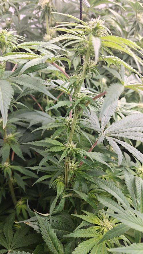 6x Royal Gorilla 3x Dynamite Diesel Aero. Week 8