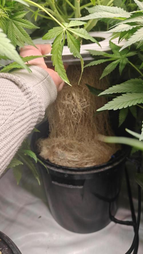 6x Royal Gorilla 3x Dynamite Diesel Aero. Week 8