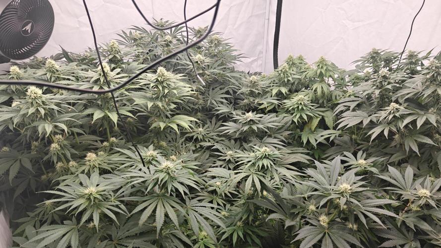6x Royal Gorilla 3x Dynamite Diesel Aero. Week 9