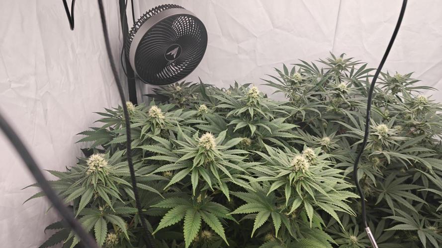 6x Royal Gorilla 3x Dynamite Diesel Aero. Week 9