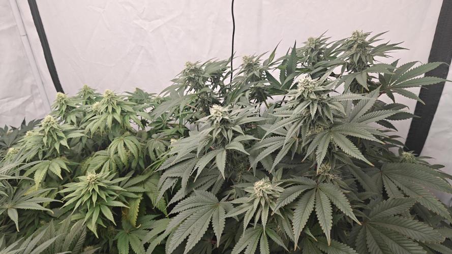 6x Royal Gorilla 3x Dynamite Diesel Aero. Week 9