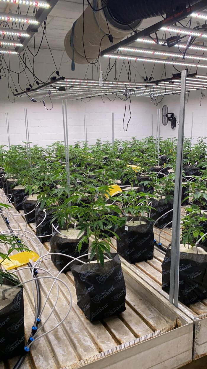 Purple Porta. Week 2