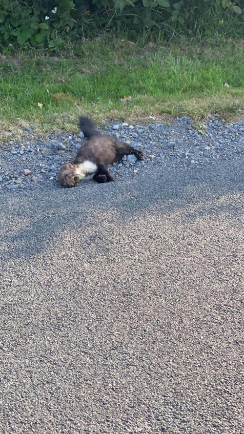 Purple Porta. Week 3