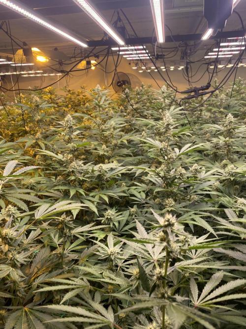 Purple Porta. Week 3