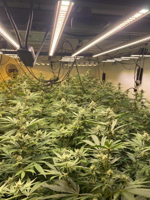 Purple Porta. Week 3