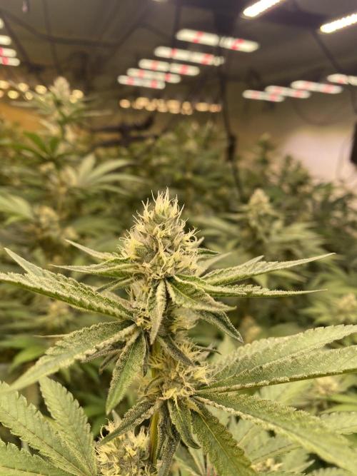 Purple Porta. Week 3