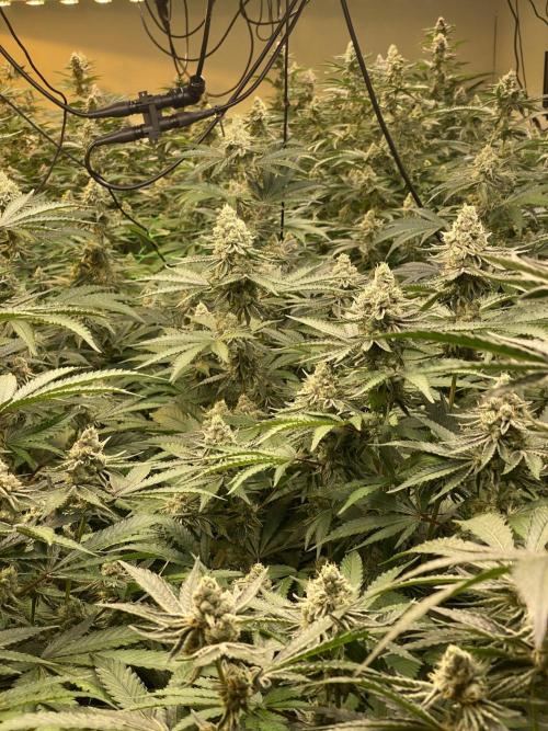 Purple Porta. Week 4