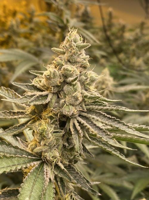 Purple Porta. Week 4