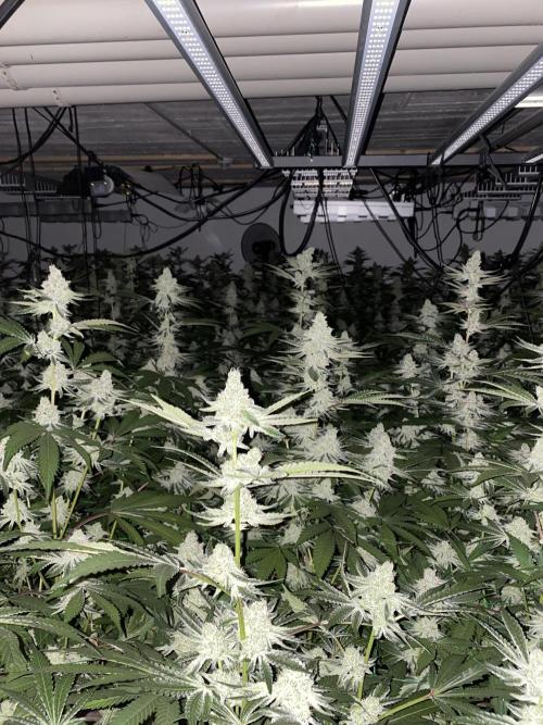 Purple Porta. Week 4