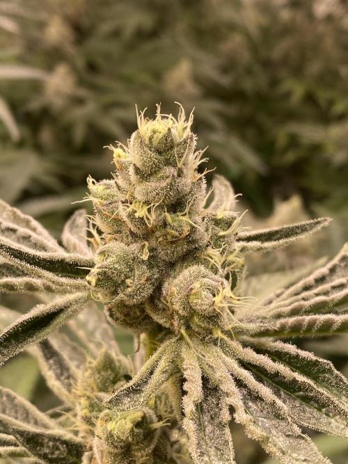 Purple Porta. Week 5