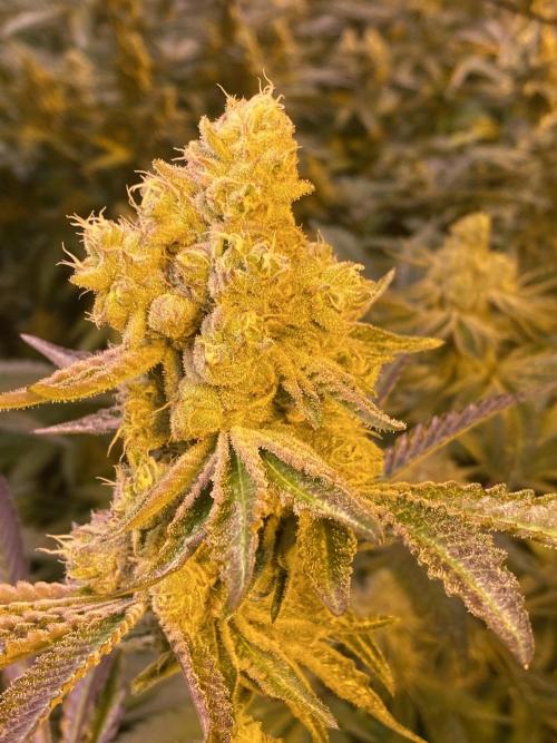 Purple Porta. Week 5