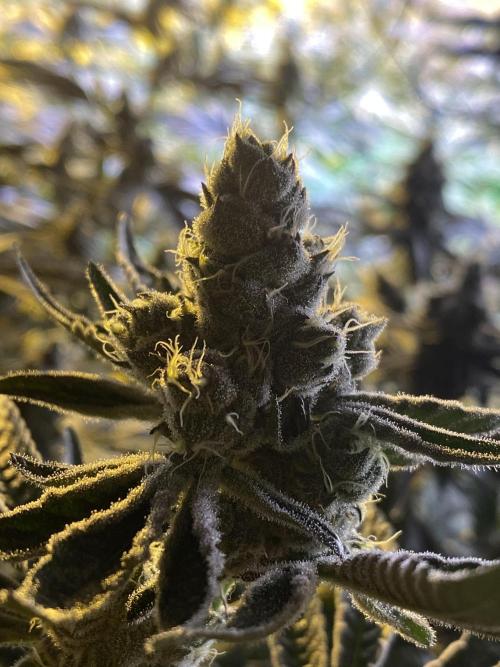 Purple Porta. Week 5