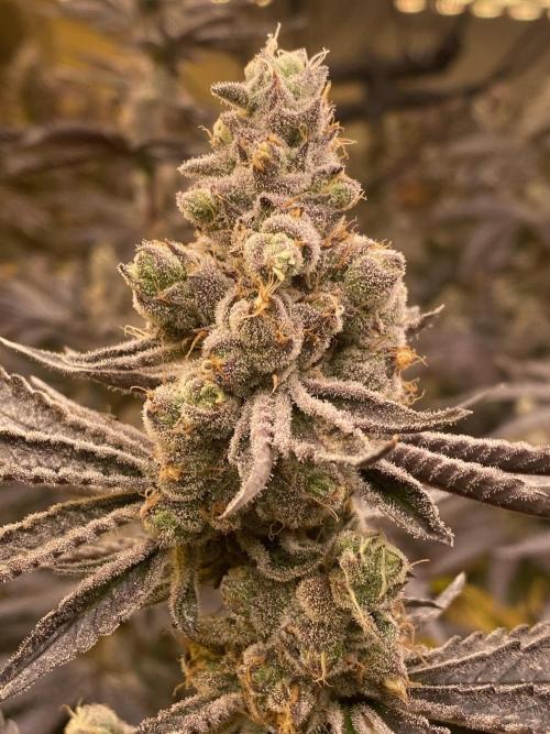 Purple Porta. Week 6