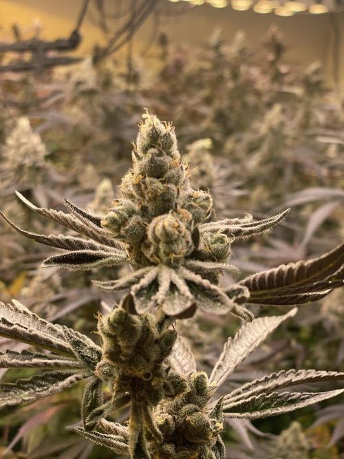 Purple Porta. Week 6