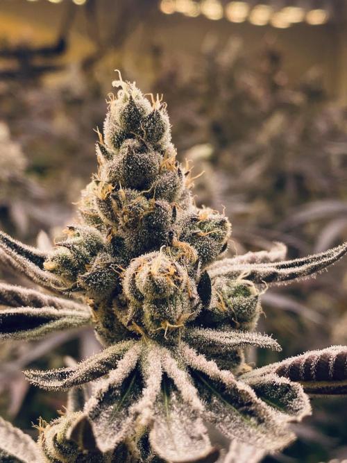 Purple Porta. Week 6