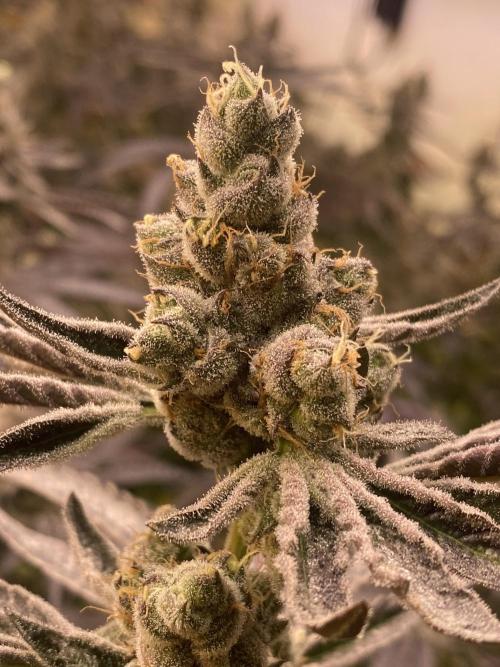 Purple Porta. Week 6