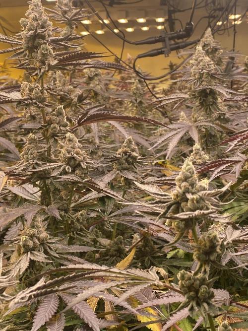 Purple Porta. Week 6