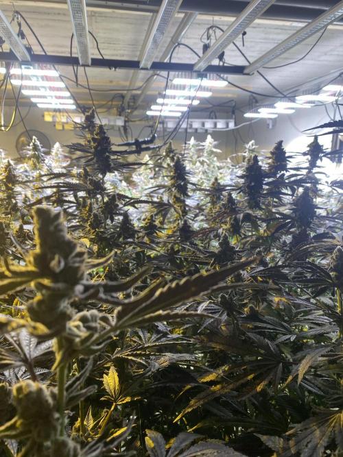 Purple Porta. Week 6