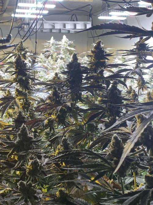 Purple Porta. Week 6