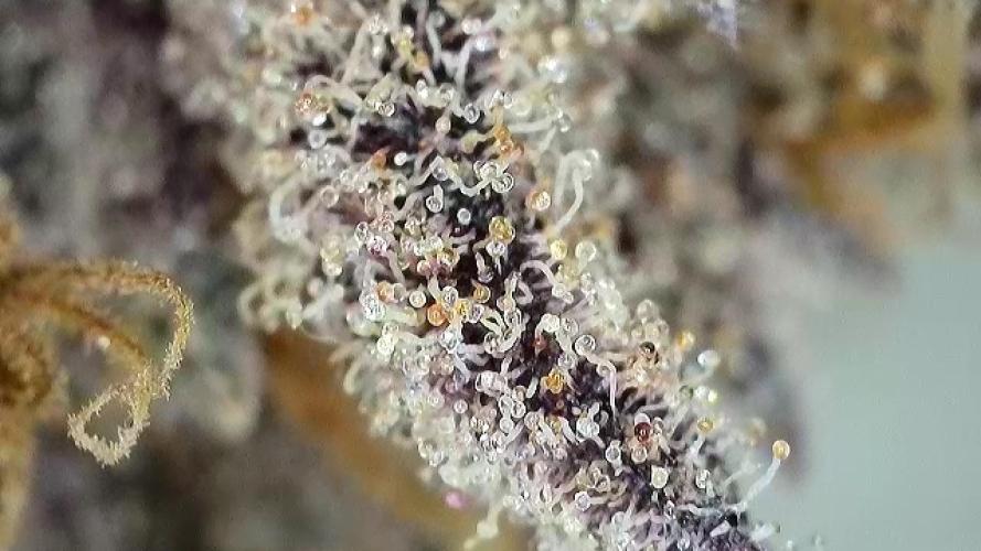 Purple Porta. Week 7