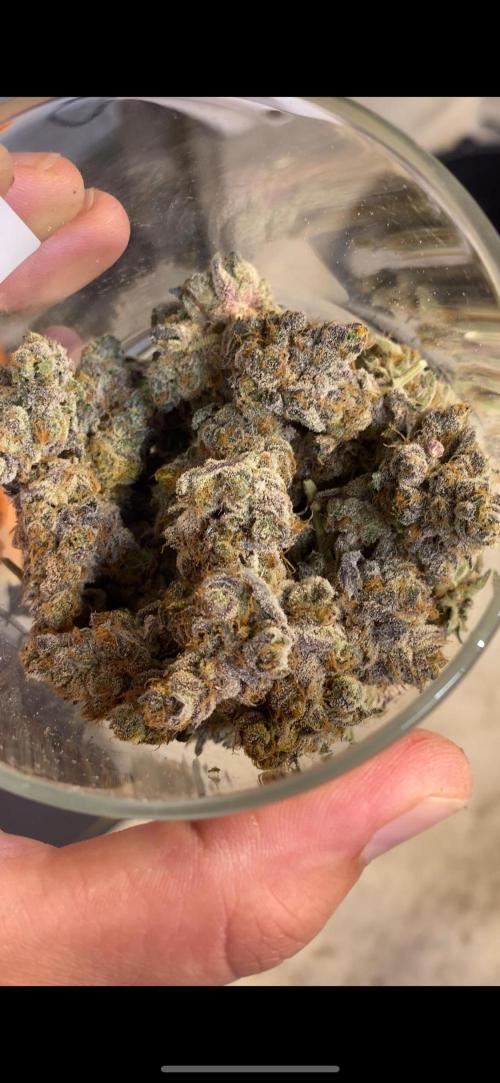 Purple Porta. Week 7