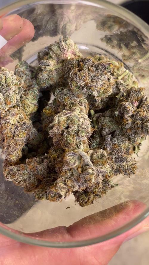 Purple Porta